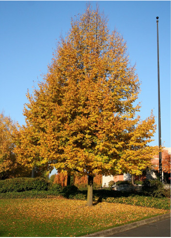 TILIA cordata GREENSPIRE