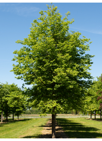 TILIA cordata GREENSPIRE