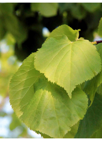 TILIA cordata GREENSPIRE