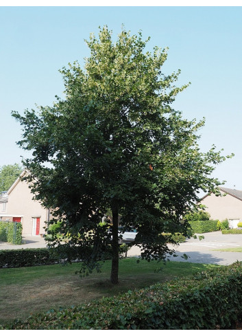 TILIA europaea EUCHLORA