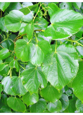 TILIA europaea EUCHLORA