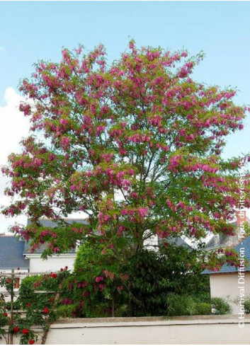 ROBINIA margaretta CASQUE ROUGE