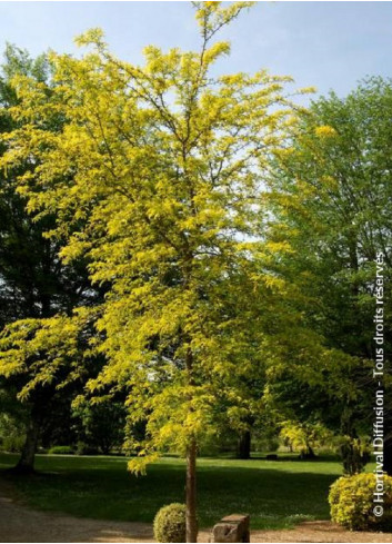 GLEDITSIA triacanthos SUNBURST