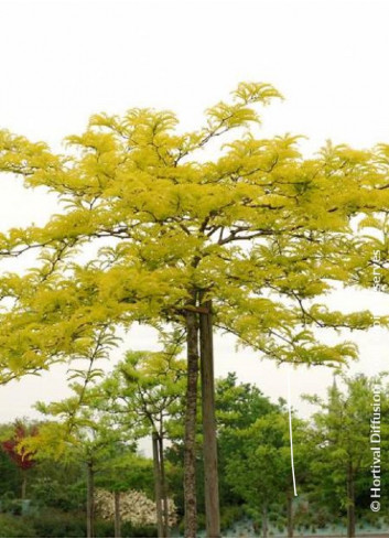 GLEDITSIA triacanthos SUNBURST