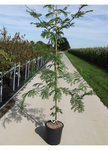 GLEDITSIA triacanthos SUNBURST En pot de 15-20 litres forme baliveau