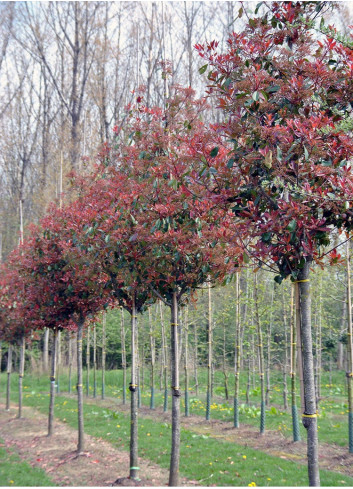 PHOTINIA fraseri RED ROBIN forme tige hauteur du tronc 180-200 cm