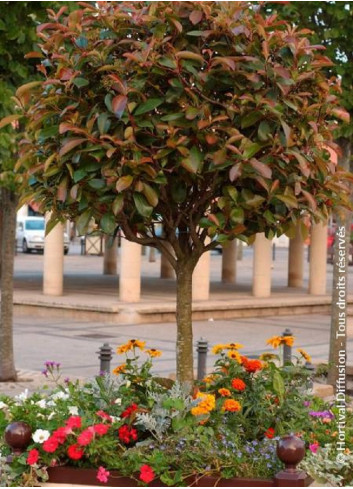 PHOTINIA fraseri RED ROBIN