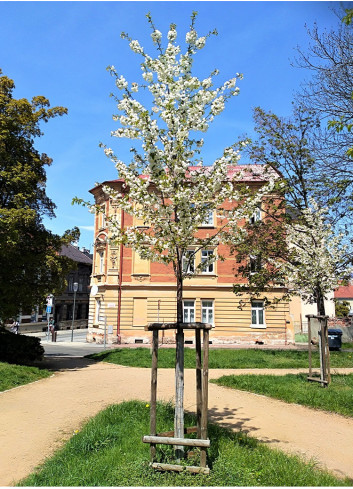 PRUNUS avium PLENA