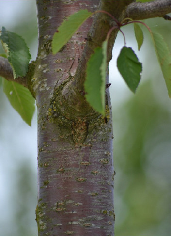 PRUNUS avium PLENA