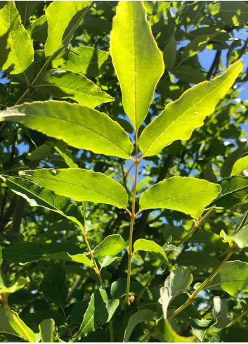 FRAXINUS pennsylvanica CIMMARON