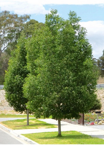 FRAXINUS pennsylvanica CIMMARON