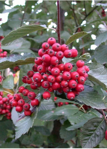 SORBUS aria MAGNIFICA