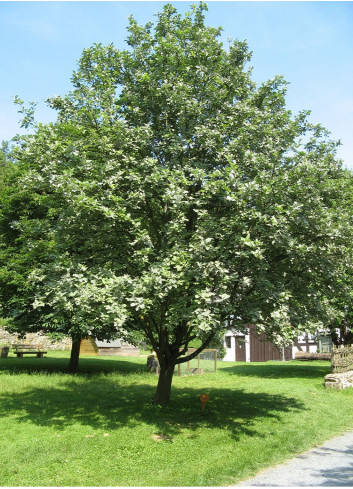 SORBUS aria MAGNIFICA