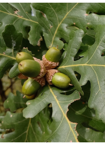 QUERCUS frainetto 