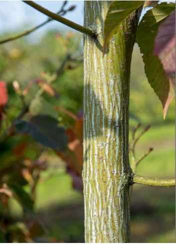 ACER capillipes