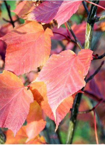 ACER capillipes