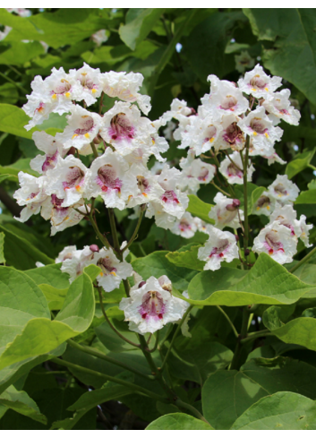 CATALPA bignonioides