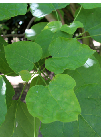 CATALPA bignonioides