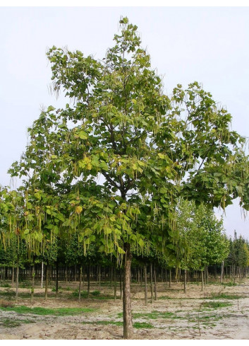 CATALPA bignonioides