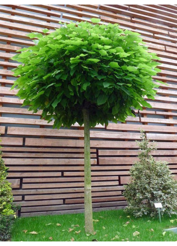 CATALPA bignonioides NANA