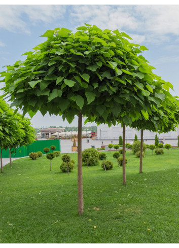 CATALPA bignonioides NANA