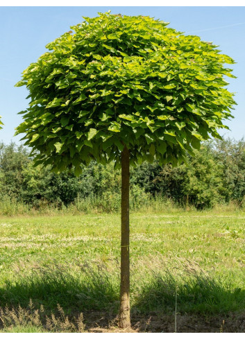 CATALPA bignonioides NANA