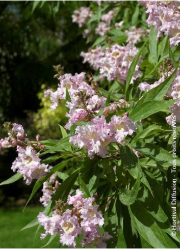 CHITALPA Tashkentensis PINK DAWN