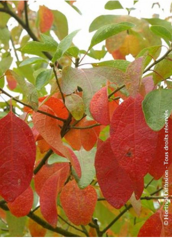 SASSAFRAS albidum