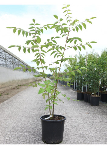 EUODIA daniellii ou Tetradium daniellii var. hupehensis En pot de 15-20 litres