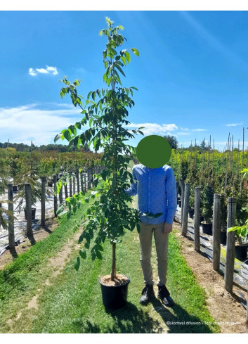 EUODIA daniellii ou Tetradium daniellii var. hupehensis En pot de 15-20 litres forme baliveau