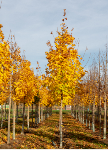 ACER platanoides COLUMNARE