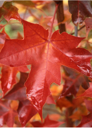 ACER PACIFIC SUNSET