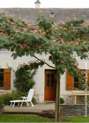 ALBIZIA julibrissin OMBRELLA