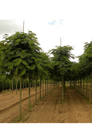 ALBIZIA julibrissin OMBRELLA