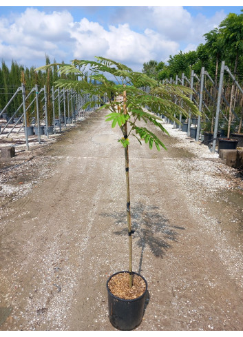 ALBIZIA julibrissin OMBRELLA En pot de 15-20 litres forme tige hauteur du tronc 090-110 cm