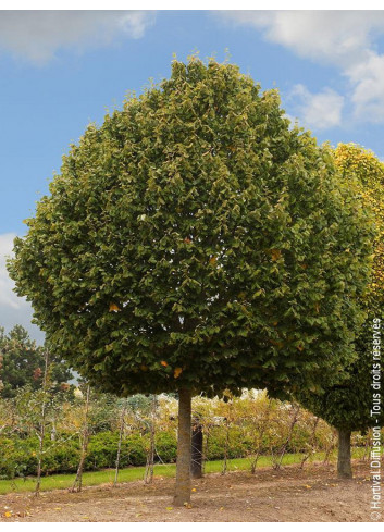 TILIA platyphyllos RUBRA