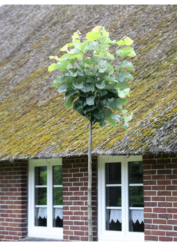 TILIA platyphyllos RUBRA