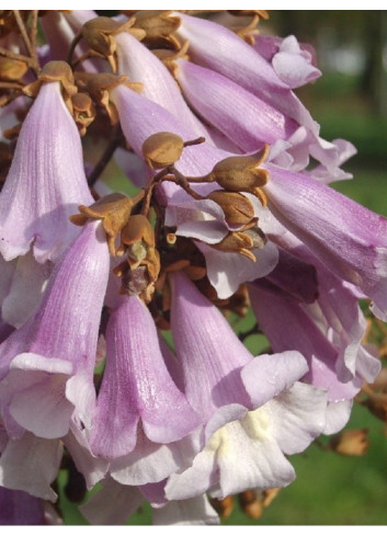 PAULOWNIA tomentosa