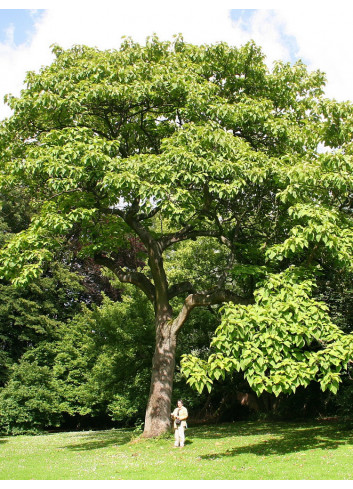 PAULOWNIA tomentosa