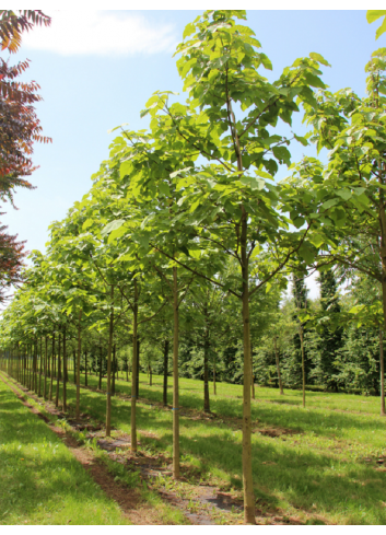 PAULOWNIA tomentosa