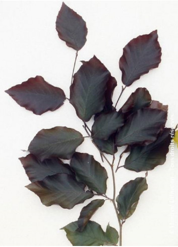 FAGUS sylvatica DAWYCK PURPLE