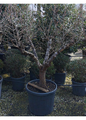 PUNICA granatum En pot de 70 litres Vieux sujet âgé de 8-9 ans