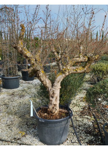 PUNICA granatum En pot de 110 litres Vieux sujet âgé de 17 ans