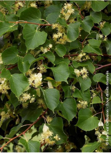 TILIA platyphyllos RUBRA