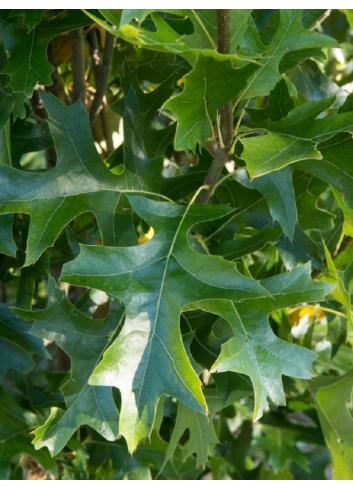 QUERCUS palustris GREEN PILLAR