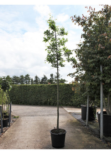 QUERCUS palustris En pot de 35-50 litres forme tige hauteur du tronc 180-200 cm