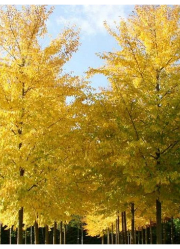 ULMUS resista SAPPORO GOLD