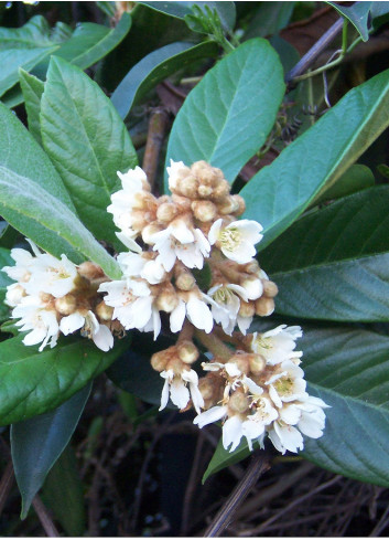 ERIOBOTRYA japonica