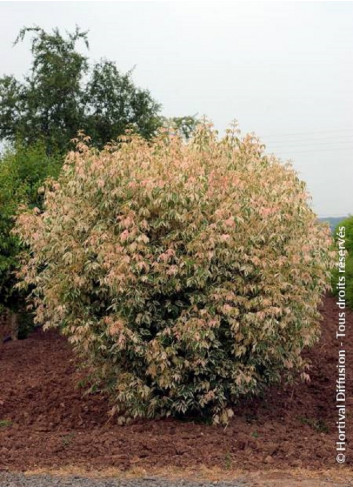 ACER negundo FLAMINGO