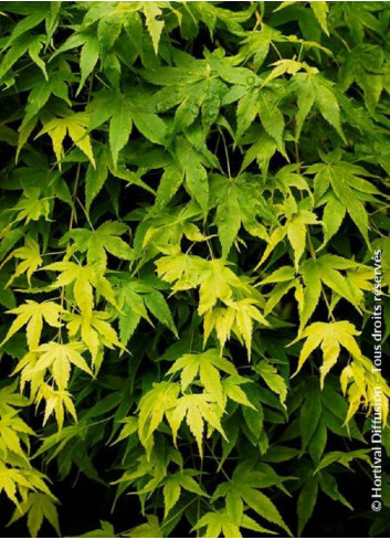 ACER palmatum